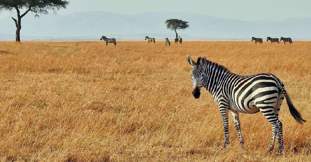 Picture 2 for Activity Nakuru National Park and Lake Naivasha Day Tour