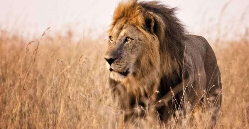 Visite d’une journée du parc national de Nakuru et du lac Naivasha