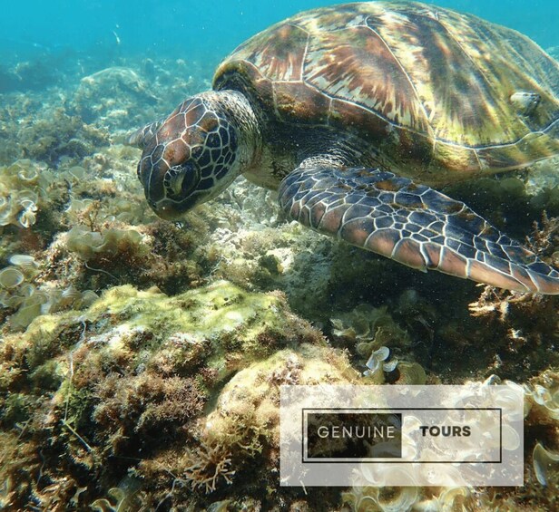 Picture 10 for Activity Moalboal: Scuba Diving with Sardine and Sea Turtles(Private)