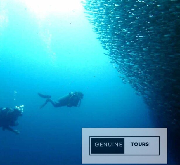 Picture 2 for Activity Moalboal: Scuba Diving with the Sardine and Sea Turtles