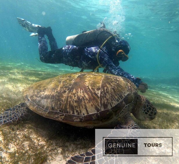 Picture 9 for Activity Moalboal: Scuba Diving with the Sardine and Sea Turtles