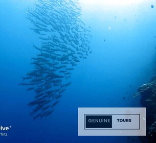 Moalboal: Duiken met sardines en zeeschildpadden