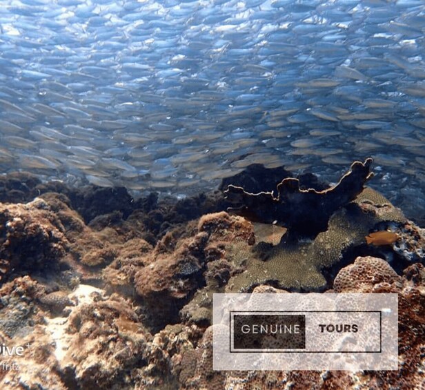 Picture 1 for Activity Moalboal: Scuba Diving with Sardine and Sea Turtles(Private)