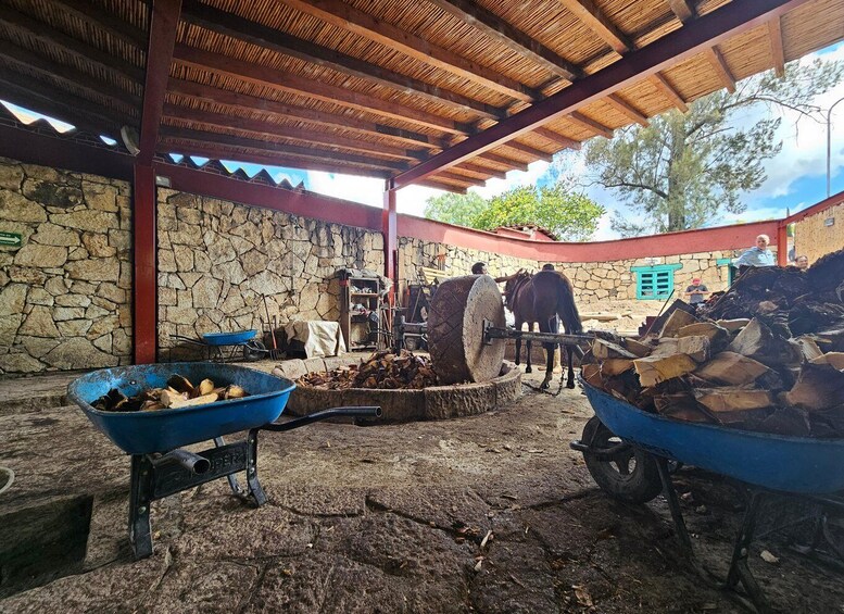 Picture 11 for Activity Mezcal Day Premium Family Distilleries Tour with Lunch