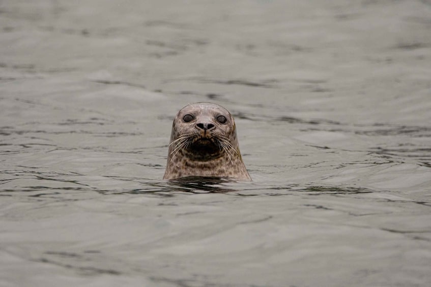 Picture 14 for Activity Bleik: Whale Watching by Speedboat with Puffins and Muffins