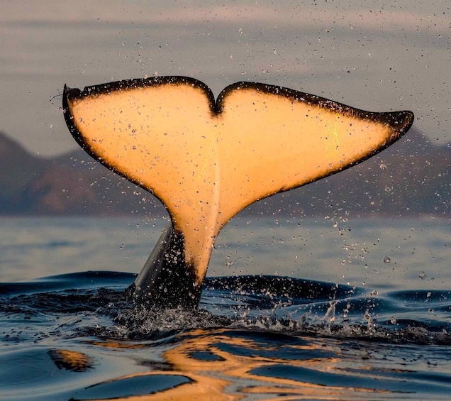 Bleik: Whale Watching by Speedboat with Puffins and Muffins