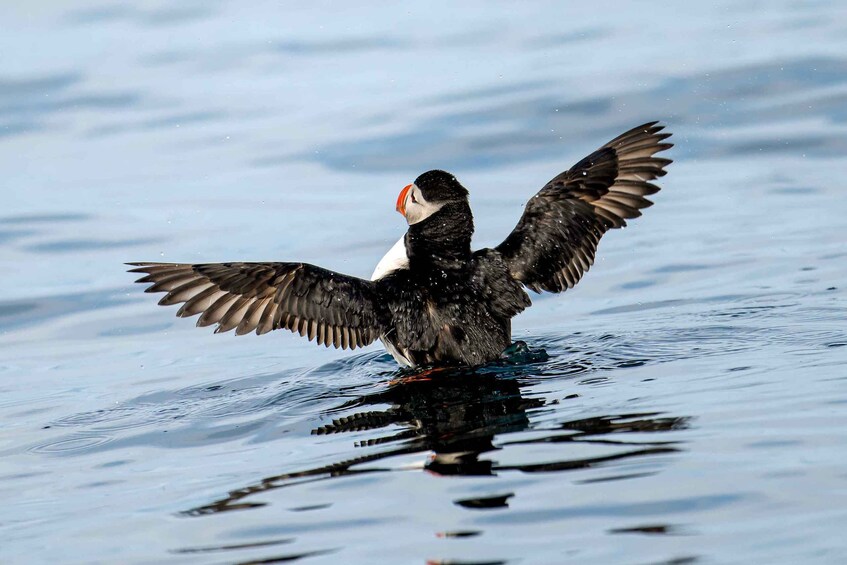 Picture 2 for Activity Bleik: Whale Watching by Speedboat with Puffins and Muffins