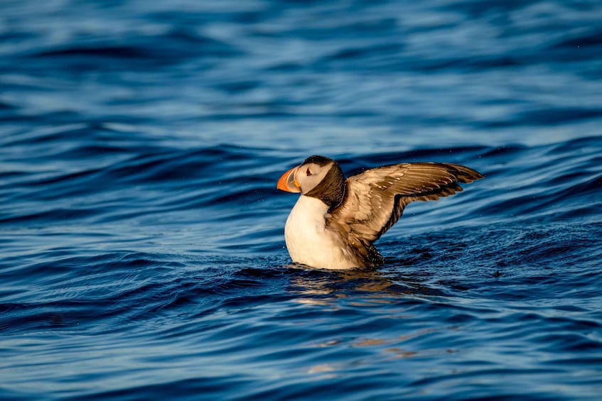 Picture 3 for Activity Bleik: Whale Watching by Speedboat with Puffins and Muffins
