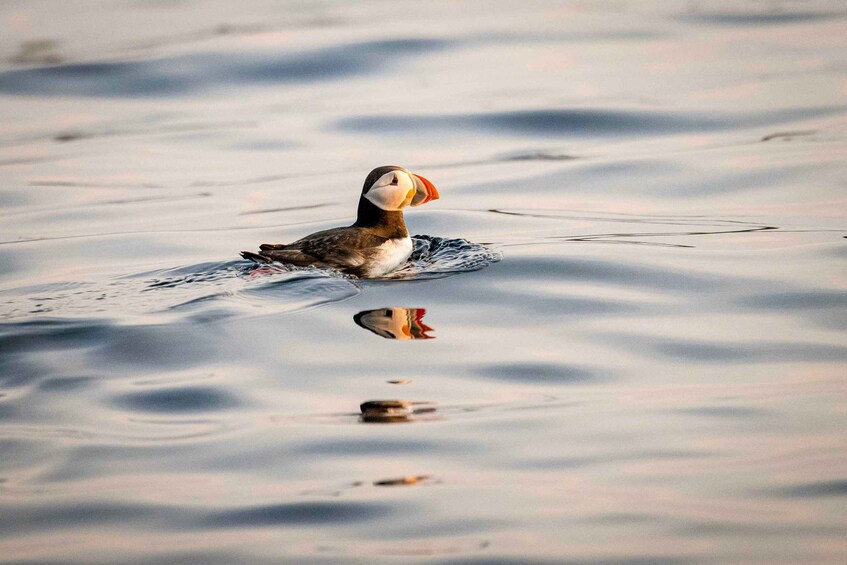 Picture 7 for Activity Bleik: Whale Watching by Speedboat with Puffins and Muffins