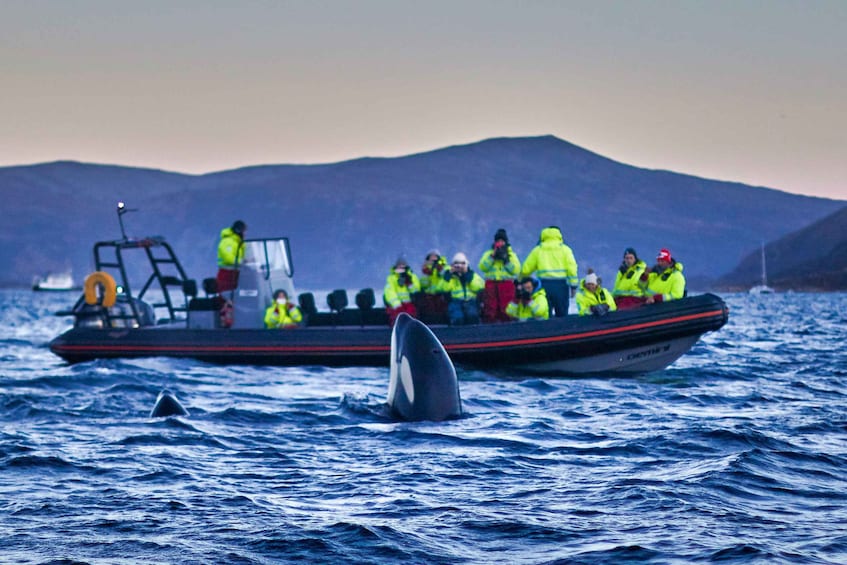 Picture 6 for Activity Bleik: Whale Watching by Speedboat with Puffins and Muffins