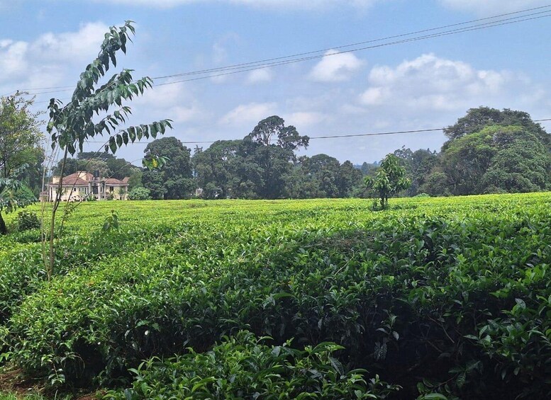 Picture 4 for Activity Coffee farm and factory tour