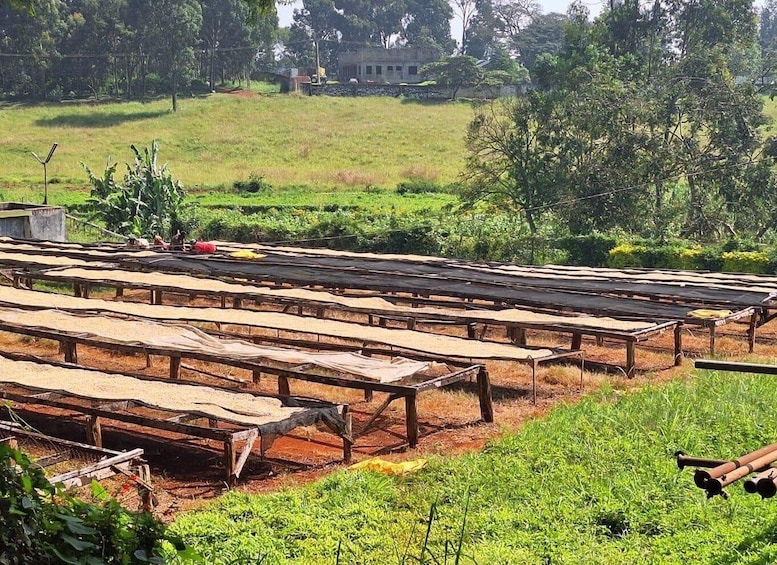 Coffee farm and factory tour