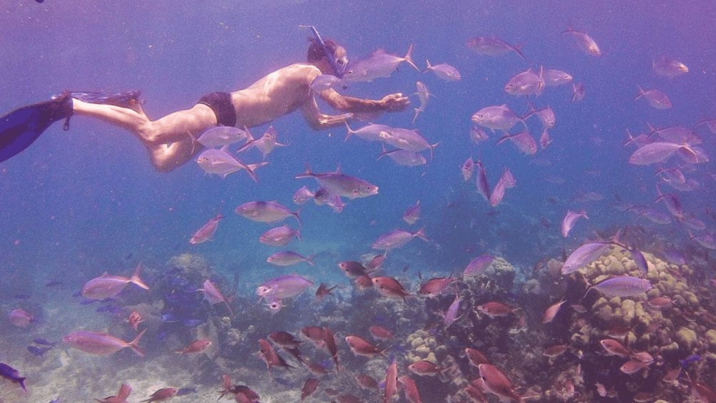 Catalina Island Full-Day Snorkeling Tour