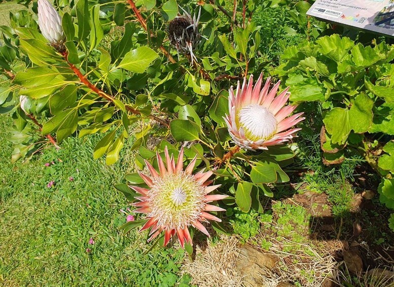 Picture 9 for Activity Robben Island, Table Mountain & Kirstenbosch, From Cape Town