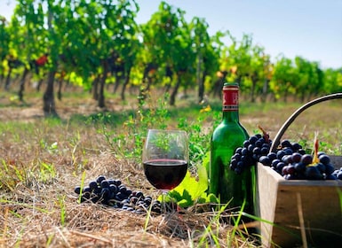 Tour del vi: 4 fàbriques de vins i cellers en un dia