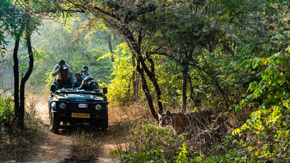 Picture 2 for Activity Delhi: 3-Day Trip to Ranthambore National Park with Safari
