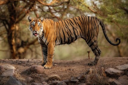 Delhi: 3-tägige Reise zum Ranthambore Nationalpark mit Safari