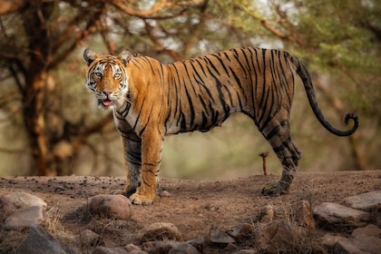 Delhi : Voyage de 3 jours au parc national de Ranthambore avec Safari