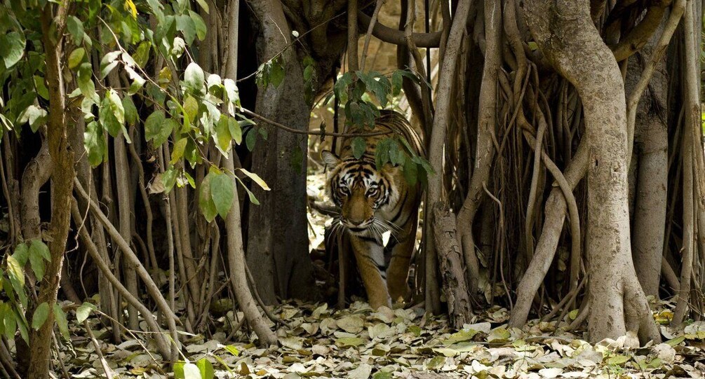 Picture 1 for Activity Delhi: 3-Day Trip to Ranthambore National Park with Safari