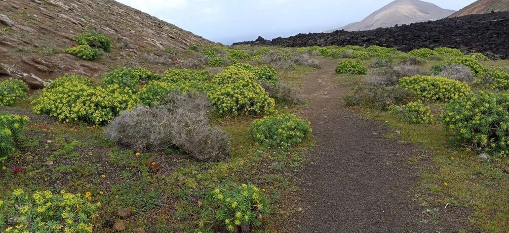 Picture 3 for Activity Caldera Blanca: hiking through the wild beauty of Lanzarote