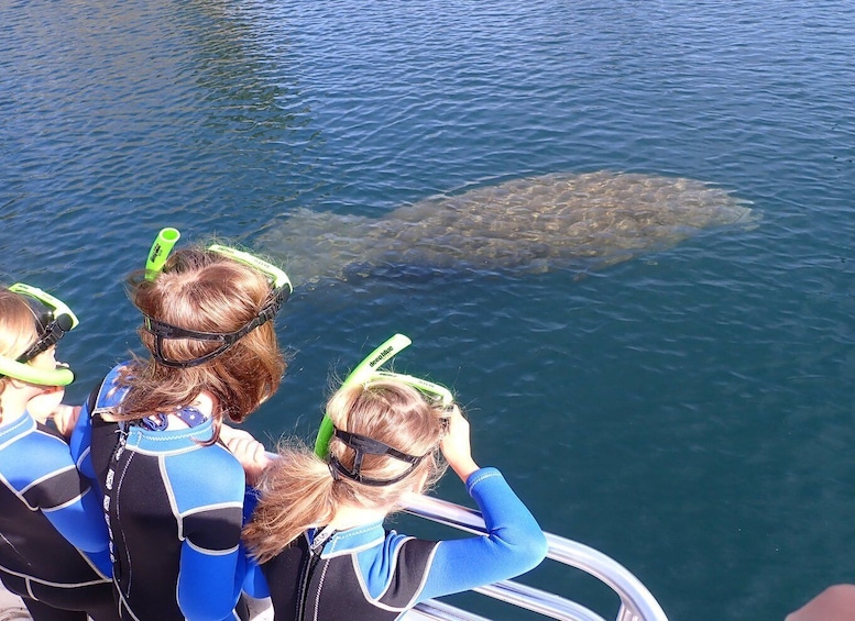 Picture 6 for Activity Crystal River: Manatee Swim Group Tour