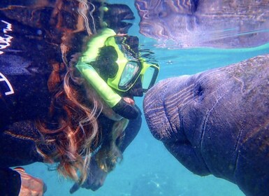 Crystal River: Manatee Swim Group Tour