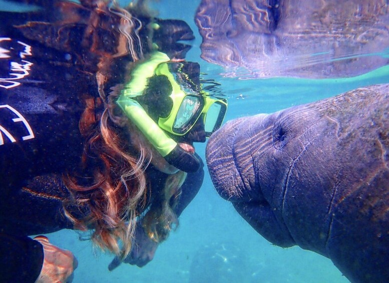 Crystal River: Manatee Swim Group Tour