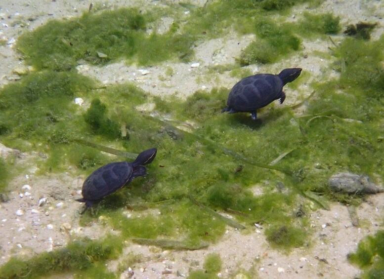 Picture 15 for Activity Crystal River: Manatee Swim Group Tour