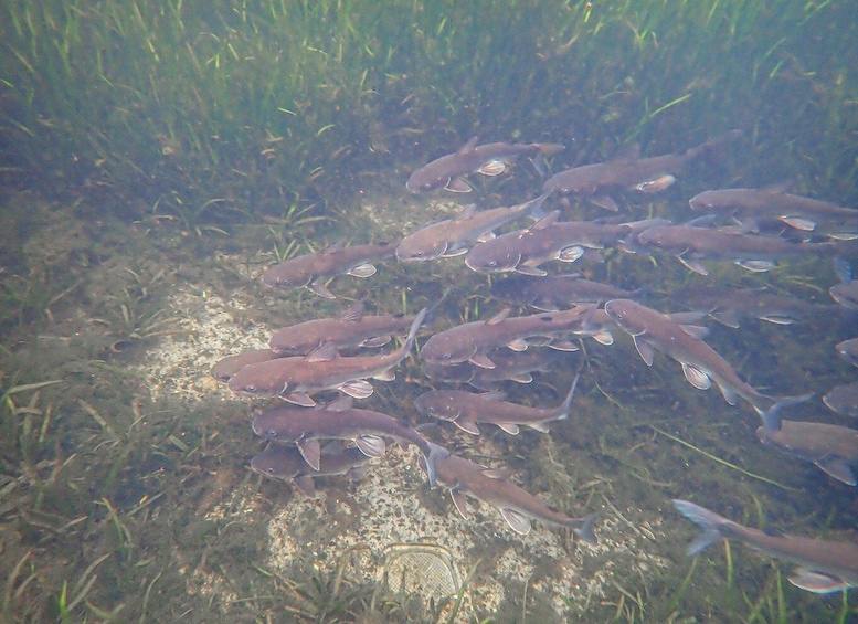 Picture 19 for Activity Crystal River: Manatee Swim Group Tour