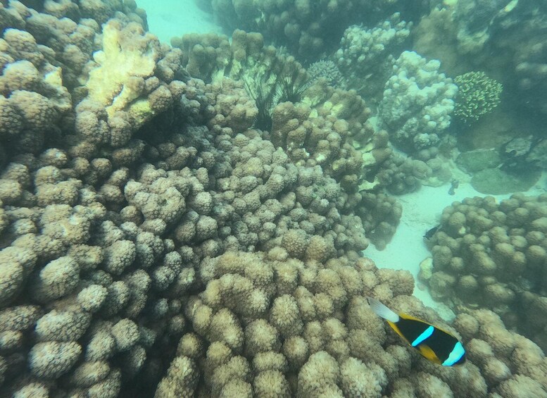 Picture 9 for Activity Zanzibar : The Classic Reef Submarine Tour