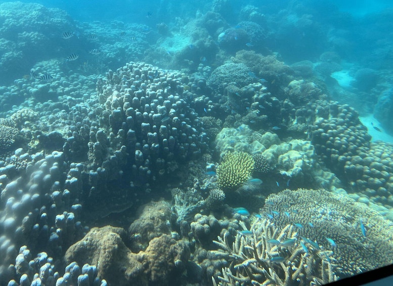 Picture 10 for Activity Zanzibar : The Classic Reef Submarine Tour