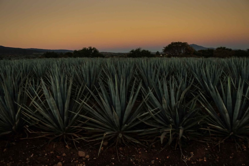 Picture 5 for Activity From Guadalajara: Town of Tequila & Jose Cuervo Factory Tour