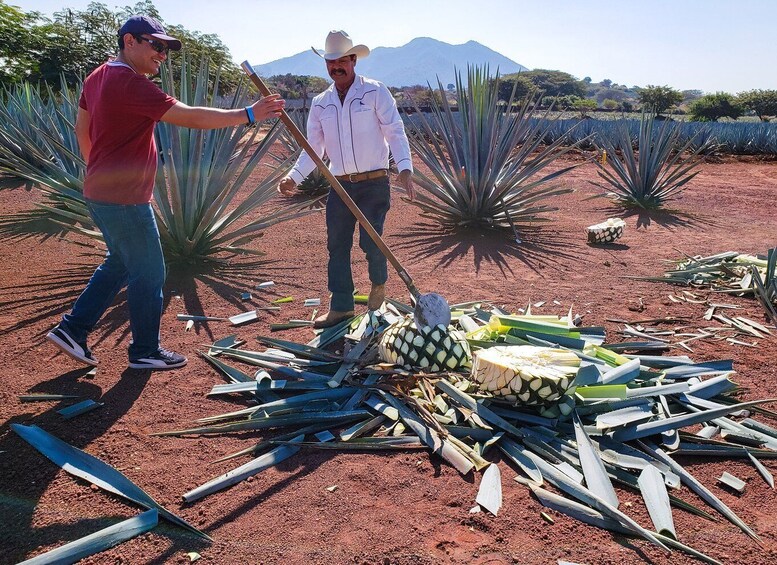 Picture 2 for Activity From Guadalajara: Town of Tequila & Jose Cuervo Factory Tour