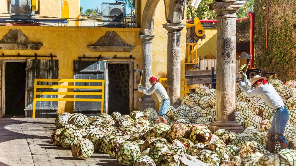 Picture 7 for Activity From Guadalajara: Town of Tequila & Jose Cuervo Factory Tour