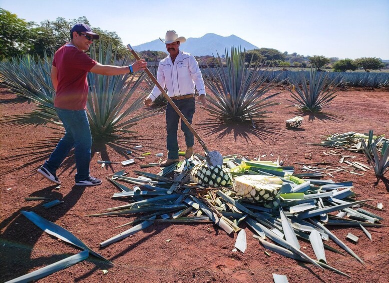 Picture 2 for Activity From Guadalajara: Town of Tequila & Jose Cuervo Factory Tour