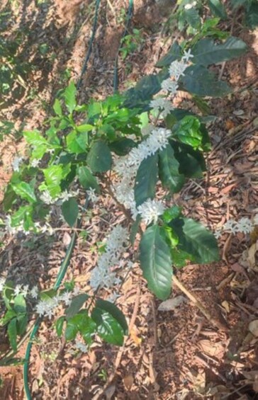 Picture 3 for Activity Huatulco: Private Coffee and Fruit Ranch Experience