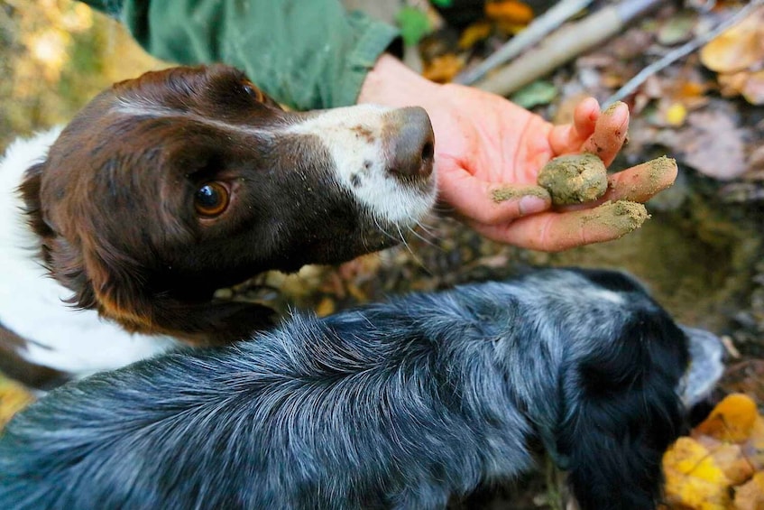 Picture 1 for Activity Trequanda: Tuscan Truffle Hunting Experience with Lunch