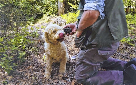 Trequanda: Tuscan Truffle Hunting Experience with Lunch