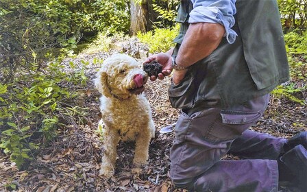 Trequanda: Experiencia de caza de trufas en la Toscana con almuerzo