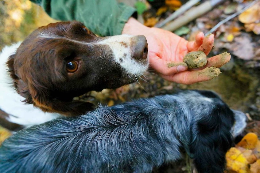 Picture 1 for Activity Trequanda: Tuscan Truffle Hunting Experience with Lunch