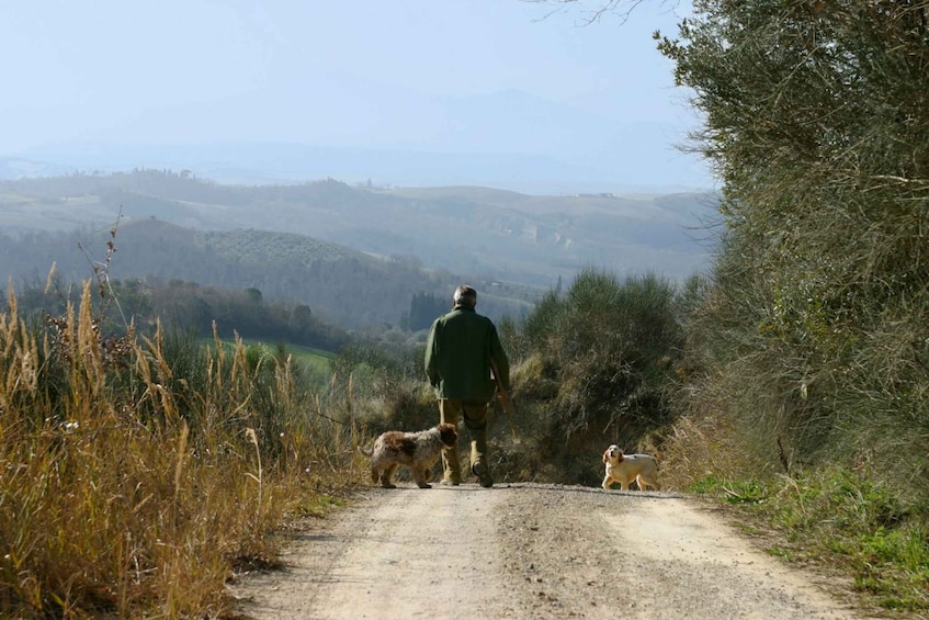 Picture 2 for Activity Trequanda: Tuscan Truffle Hunting Experience with Lunch