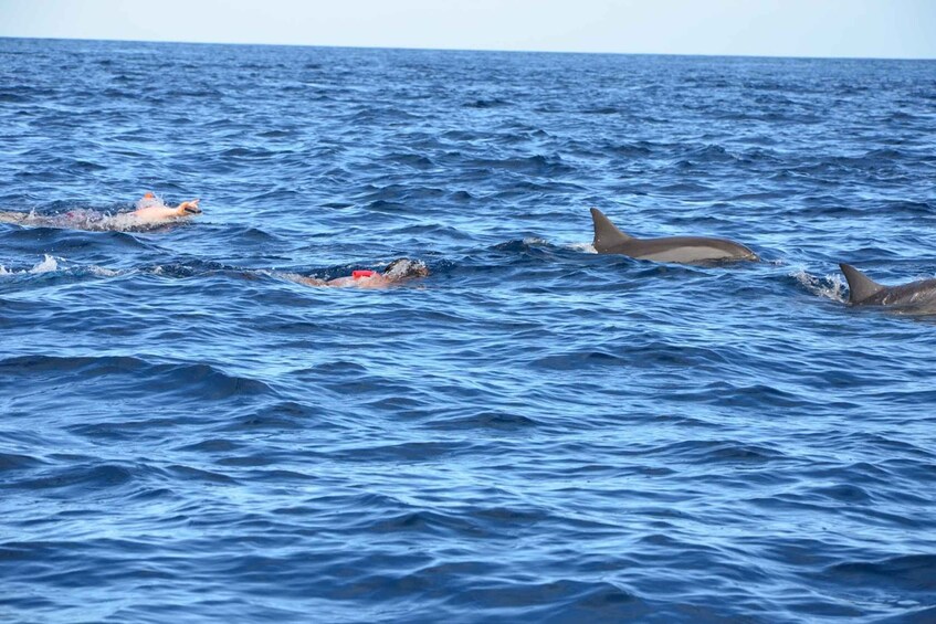 Picture 9 for Activity Private Dolphin Watching/Swimming with Halal Lunch on Island