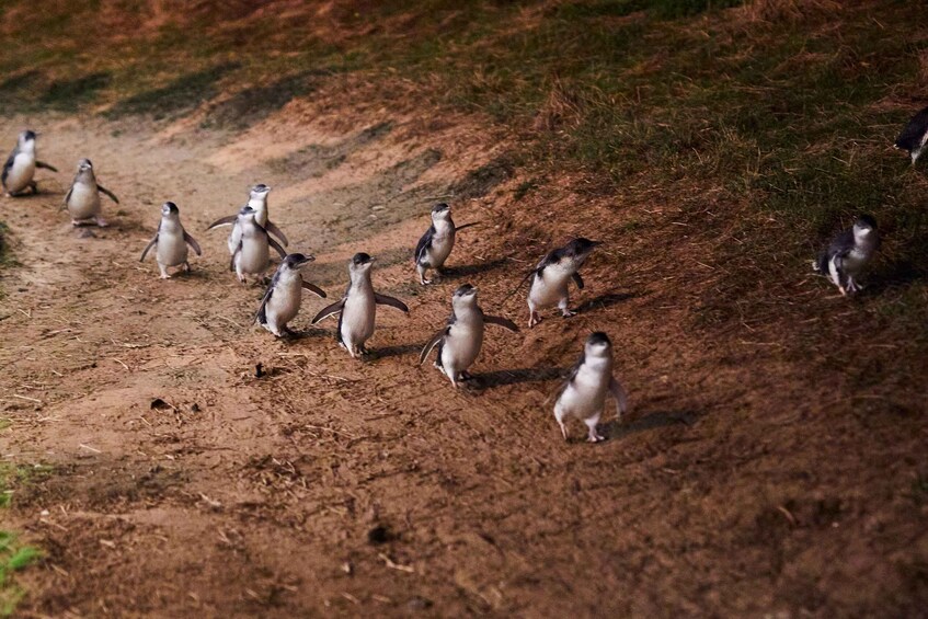 Picture 8 for Activity Melbourne: Brighton Boxes, Puffing Billy, and Penguin Parade