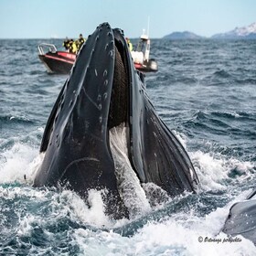 From Tromsø: Skjervoy Whale Watching RIB Boat Tour