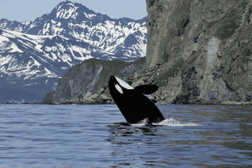 Picture 15 for Activity From Tromsø: Skjervoy Whale Watching RIB Boat Tour