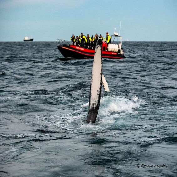 Picture 8 for Activity Skjervoy: Guided Whale Watching RIB Boat Tour