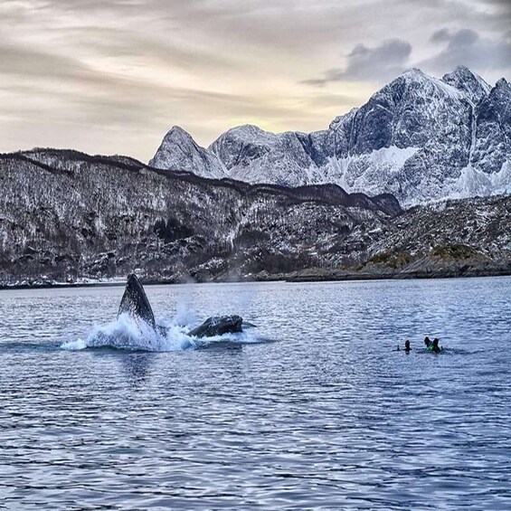 Picture 10 for Activity Skjervoy: Guided Whale Watching RIB Boat Tour