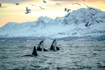From Tromsø: Skjervoy Whale Watching RIB Boat Tour
