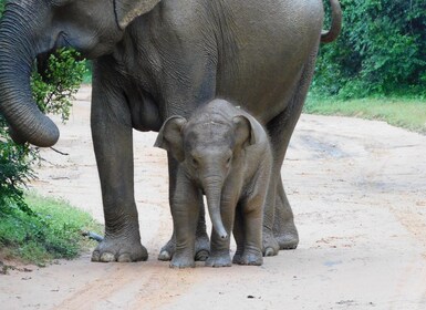 Udawalawe Safari Tour from Hambantota Port(Shore Excursion)