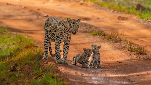 Yala National Park Safari Tours : Half Day & Full Day